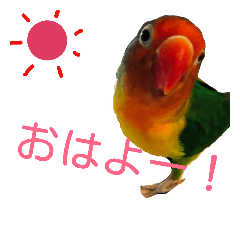 [LINEスタンプ] ボタンインコ