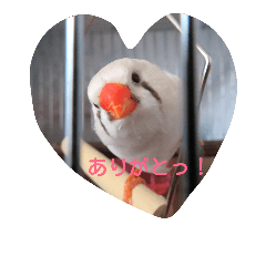 [LINEスタンプ] しらす大福