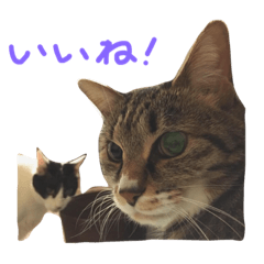 [LINEスタンプ] こうとふく。