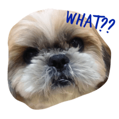 [LINEスタンプ] シーズー家族