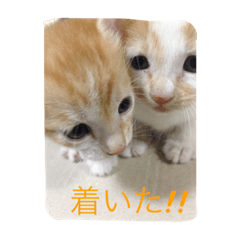[LINEスタンプ] 我が家のお猫様part1