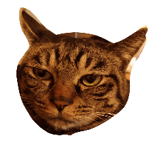 [LINEスタンプ] うちの2匹猫