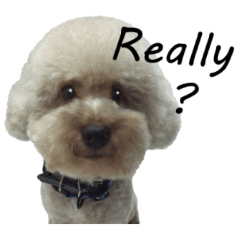 [LINEスタンプ] Poodle is such a drama queen.の画像（メイン）