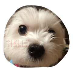 [LINEスタンプ] みるくの日常
