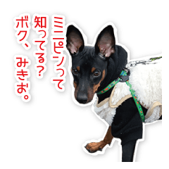 [LINEスタンプ] ミニチュアピンシャー愛犬みきお