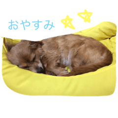 [LINEスタンプ] コロネちゃん