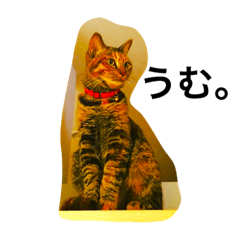 [LINEスタンプ] my pet cat kirari