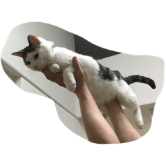 [LINEスタンプ] きじ白兄弟