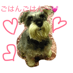 [LINEスタンプ] ミニチュアシュナウザーのピノとエル