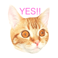 [LINEスタンプ] ねこのいるせいかつ2