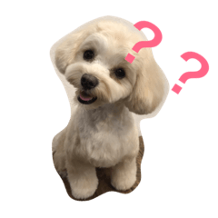 [LINEスタンプ] マルプー むぎちゃん その1