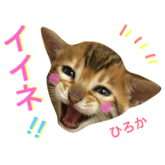 [LINEスタンプ] ひろか ベンガル 猫 挨拶 会話 画像の画像（メイン）