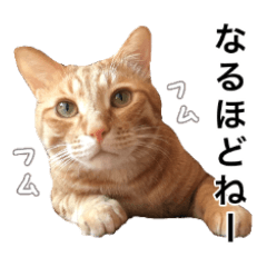 [LINEスタンプ] 茶トラ猫ガットくん