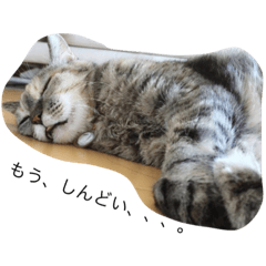 [LINEスタンプ] うちの、猫ちゃんズ
