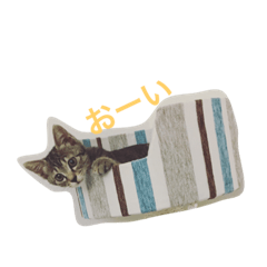[LINEスタンプ] キジトラなっちゃん