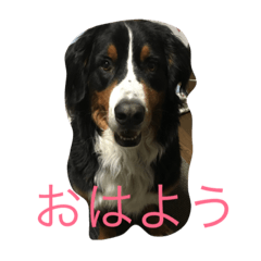 [LINEスタンプ] バニバニ レオン