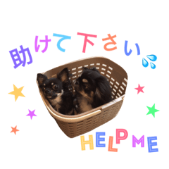 [LINEスタンプ] チワワのまめ吉とペキニーズのふく吉兄弟