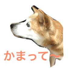 [LINEスタンプ] 我が家の愛犬 めいの日常
