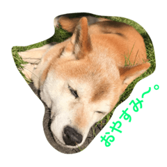 [LINEスタンプ] 柴犬♡北斗