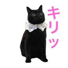 [LINEスタンプ] 黒猫くまごろう