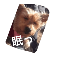 [LINEスタンプ] シシマルの生活
