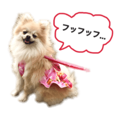 [LINEスタンプ] ポメラニアンのフェイ
