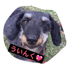[LINEスタンプ] ののとぽぽ。