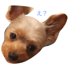 [LINEスタンプ] こてつ君。