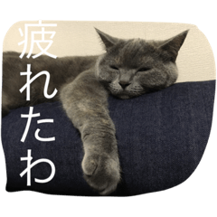 [LINEスタンプ] ふくぶくしい猫