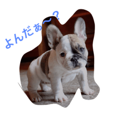 [LINEスタンプ] フレブルのお豆ちゃん