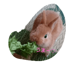 [LINEスタンプ] うさぎのもふ