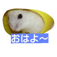 [LINEスタンプ] はむたん