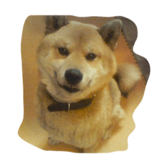 [LINEスタンプ] 大和田家の柴犬ペロの画像（メイン）