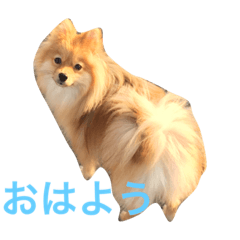[LINEスタンプ] ポメラニアン 心