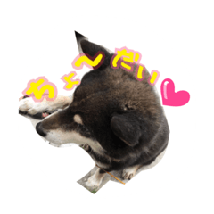 [LINEスタンプ] 黒柴のルキちんpart2