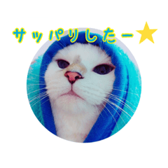 [LINEスタンプ] きゃわねこパラダイス