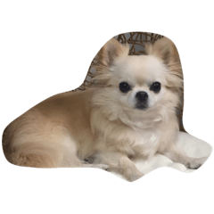 [LINEスタンプ] わかにゃん