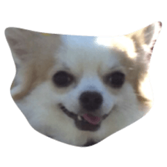 [LINEスタンプ] ワンワンワンコ