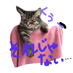 [LINEスタンプ] 人間よ、これがネコの気持ちだ