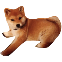 [LINEスタンプ] うちの犬スタンプ