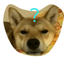 [LINEスタンプ] 柴犬の丸ちゃん