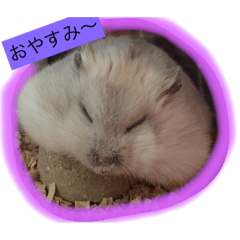 [LINEスタンプ] ハムスター★きなことタラ（日常会話）