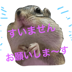 [LINEスタンプ] しまりす菜那のひととき5