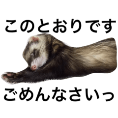 [LINEスタンプ] I LOVE FERRET 3 フェレット