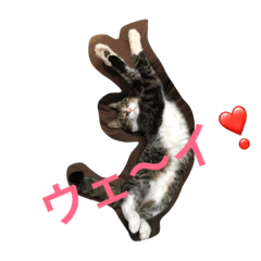 [LINEスタンプ] イヌネコスノボ