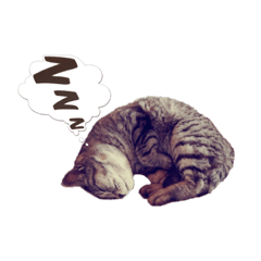 [LINEスタンプ] 寺猫ズ