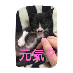 [LINEスタンプ] ハチワレ猫 のロック君