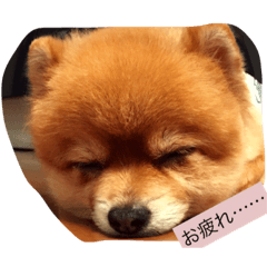 [LINEスタンプ] ベクの日々