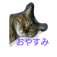 [LINEスタンプ] 菊ちゃんを愛でたいだけのスタンプ