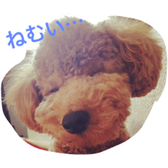 [LINEスタンプ] トイプードルのチップくん